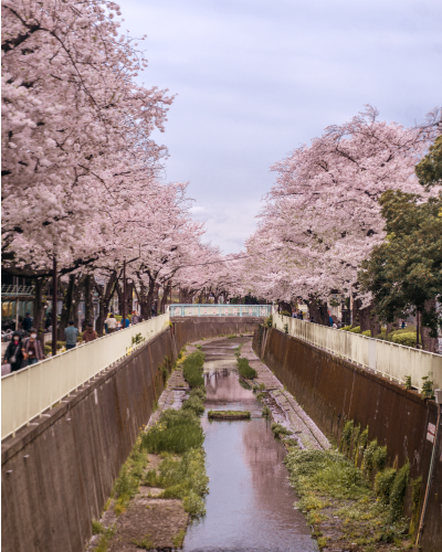 Cherry Blossoms from Takaido Station in Tokyo