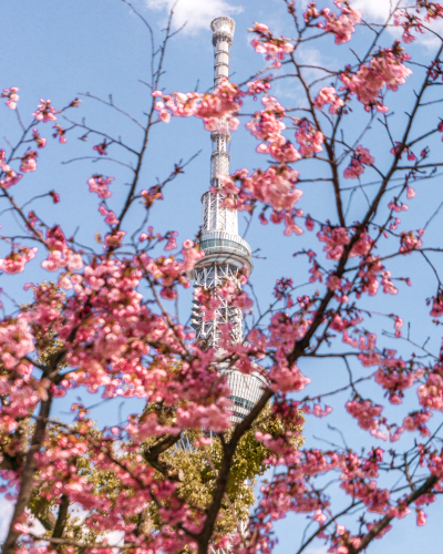 Cherry Blossoms with the Tokyo SkyTree