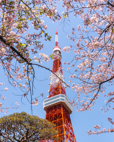 Cherry Blossoms with the Tokyo Tower