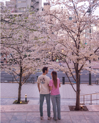 Cherry Blossoms at the Toranomon Hills Mori Tower in Tokyo