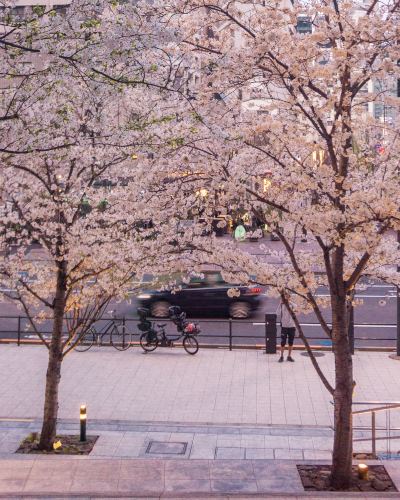 Cherry Blossoms at the Toranomon Hills Mori Tower in Tokyo