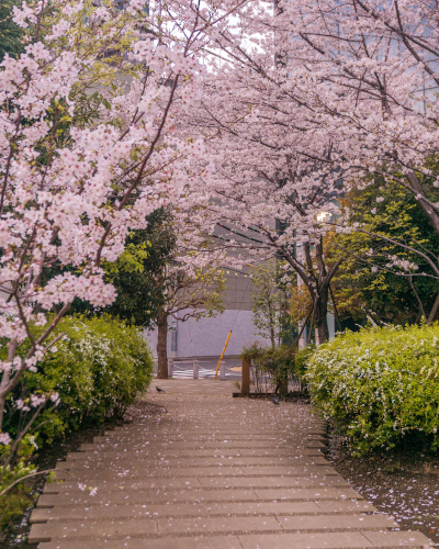 Cherry Blossoms in Nano'o Park in Toranomon, Tokyo