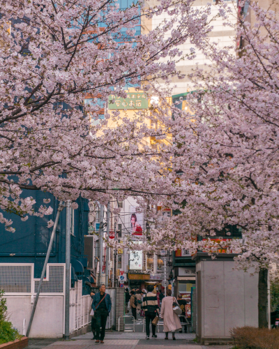 Cherry Blossoms in Sakurada Park in Toranomon, Tokyo