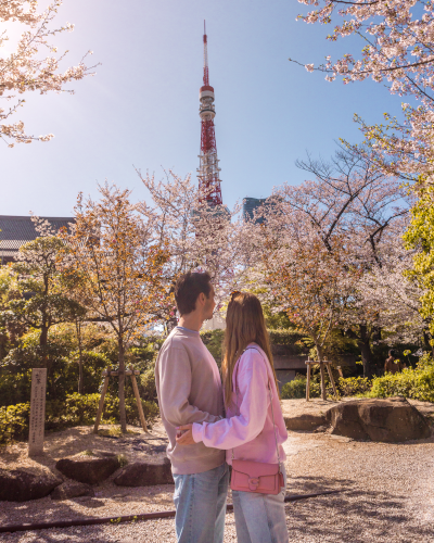 Cherry Blossoms at Zojo-ji Temple in Tokyo