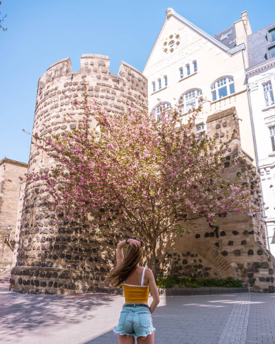 Cherry Blossoms in Bonn, Germany