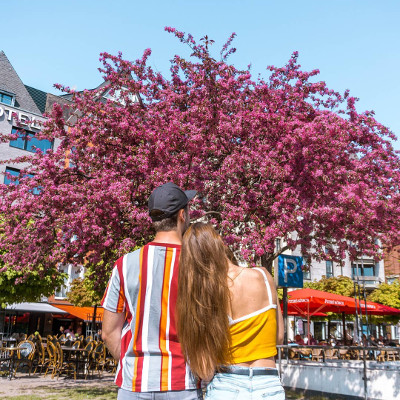 Cherry blossoms in Cologne, Germany