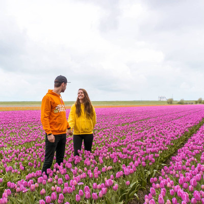 Tulip fields in the Netherlands