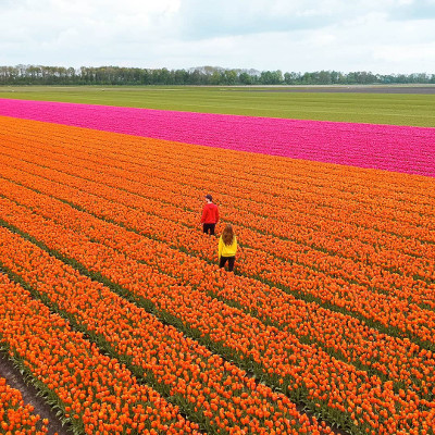 Tulip fields in the Netherlands