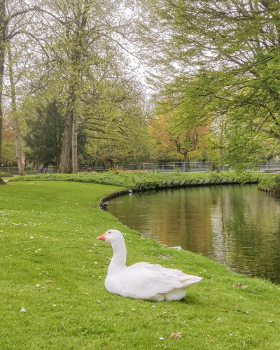 Goose in Spring, the Netherlands