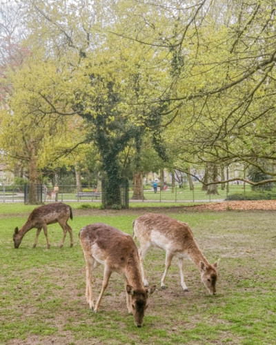 Spring Photo Guide - Greenery