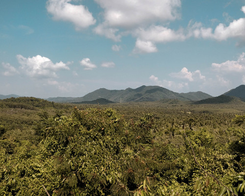 View over a palm tree forest in Koh Yao Yai, Thailand