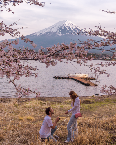 Cherry Blossoms near Mt. Fuji, Japan