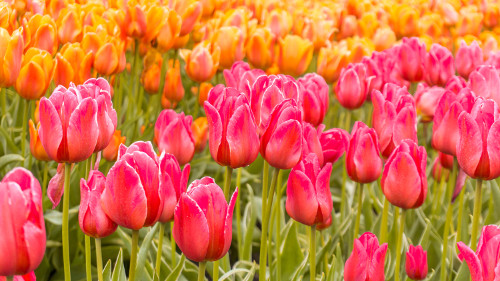 Best tulip fields in the Netherlands in Flevoland