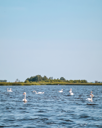 Swans at lake Bovenwijde in Giethoorn, the Netherlands