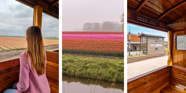 Exploring the Tulip Fields by Historic Steam Tram in Hoorn, the Netherlands