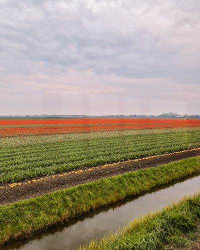 Exploring the Tulip Fields by Historic Steam Tram, Museumstoomtram Hoorn, the Netherlands