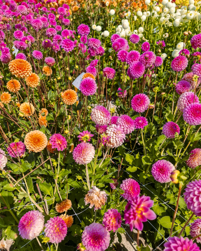 Dahlias at ILoveDahlia Flower Farm in the Netherlands