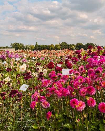 Dahlias at ILoveDahlia Flower Farm in the Netherlands