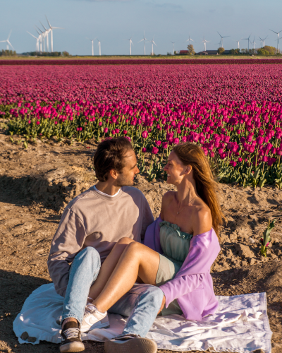 Tulip Fields in Goeree-Overflakkee, the Netherlands