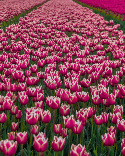 Tulip Fields in Goeree-Overflakkee, the Netherlands