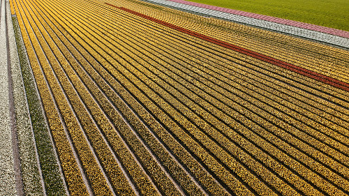 Tulip fields in Flevoland, the Netherlands