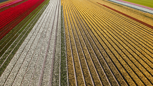 Tulip fields in Flevoland, the Netherlands