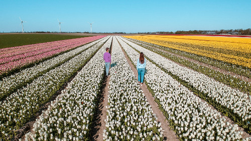 Tulip fields in Flevoland, the Netherlands