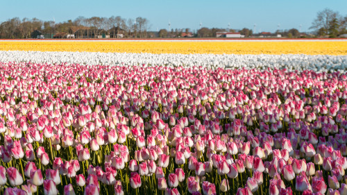 Tulip fields in Flevoland, the Netherlands