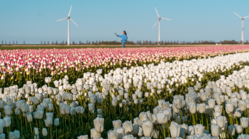 Tulip fields in Flevoland, the Netherlands