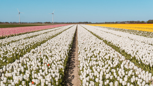 Tulip fields in Flevoland, the Netherlands