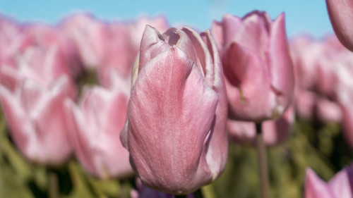 Tulip fields in Flevoland, the Netherlands