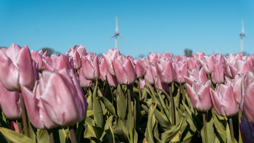 Tulip fields in Flevoland, the Netherlands