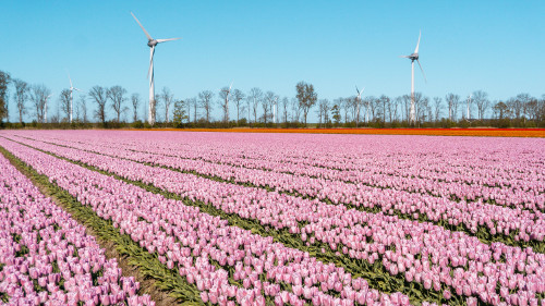 Tulip fields in Flevoland, the Netherlands