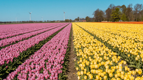 Tulip fields in Flevoland, the Netherlands