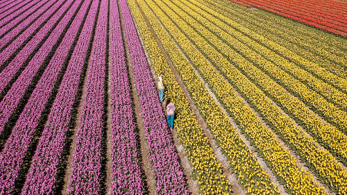 Tulip fields in Flevoland, the Netherlands