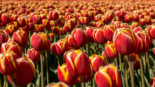 Tulip fields in Flevoland, the Netherlands