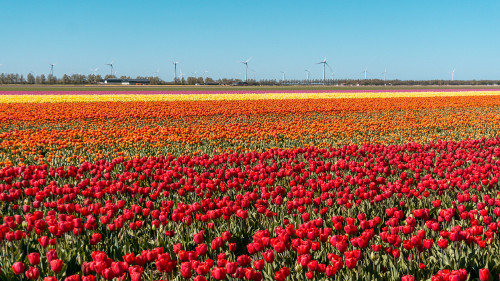 Tulip fields in Flevoland, the Netherlands