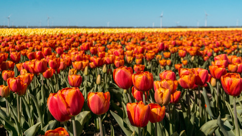 Tulip fields in Flevoland, the Netherlands