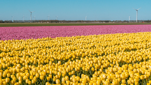 Tulip fields in Flevoland, the Netherlands
