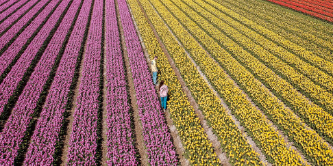 Tulip Fields in Flevoland, the Netherlands