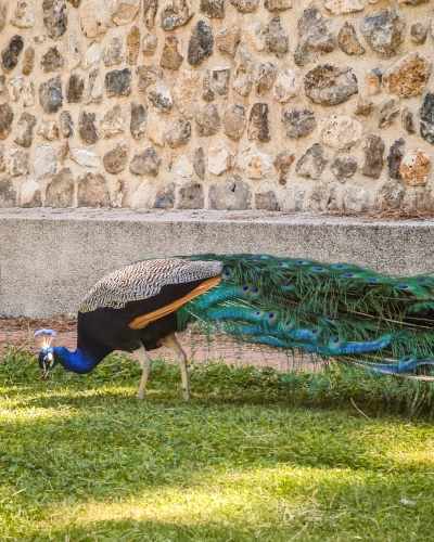 Peacocks in the Jardines de Cecilio Rodriguez, Retiro Park, Madrid, Spain
