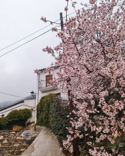 Almond blossoms in Villaluenga del Rosario, Spain